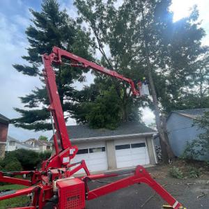 Morales Tree services