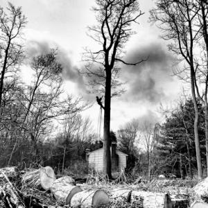 Sugar Maple Tree & Lawn