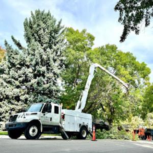 Clear Water Tree Services & Landscaping