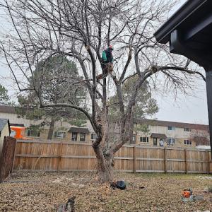 A&A Tree Service