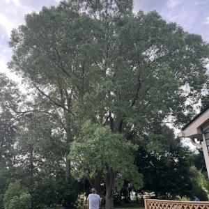 Michigan Tree Works