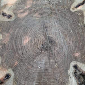 A.I.M. High Tree Service