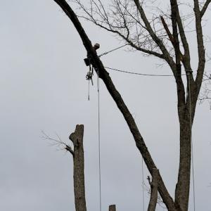 TriCities Tree & Landscaping Company