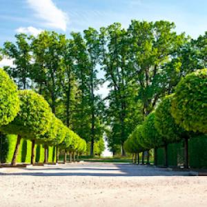 Cardinal Tree Service