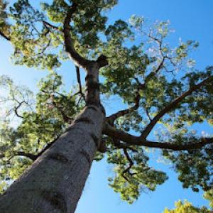 Yonkers Tree Removal Service