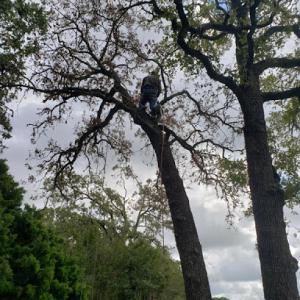 VIP Enterprises Tree & Fence Experts