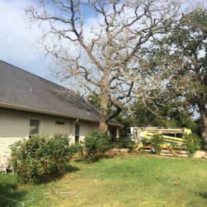 Mike's Complete Tree Services & Landscaping