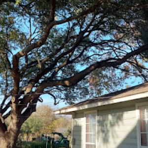 Affordable Tree Care Service