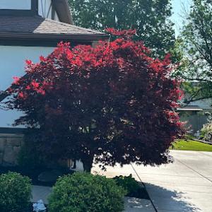 Trusted Tree Services