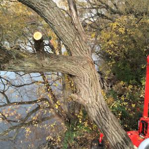 Arborist by Life Tree Services