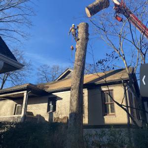 3in1 Tree Service