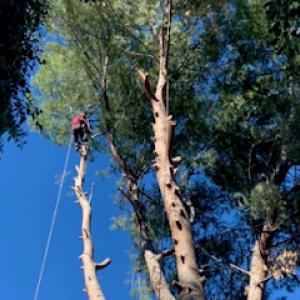 De Rosas Tree Trimming & Landscaping - Professional Tree Removal Service, Quality Tree Care & Maintenance Service