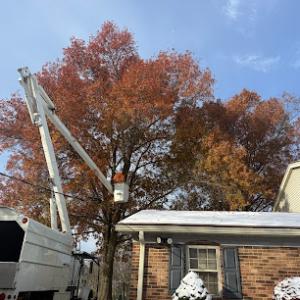 Dark Horse Tree Service