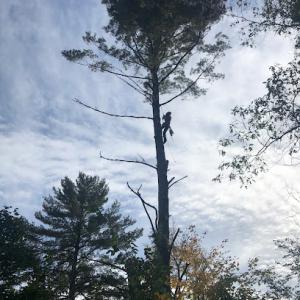 VT Tree Service