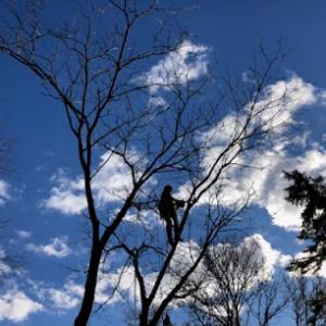 AC Professional Pruning
