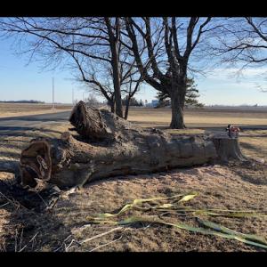 Cut It Right Tree Service
