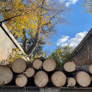 Trinity Tree Services