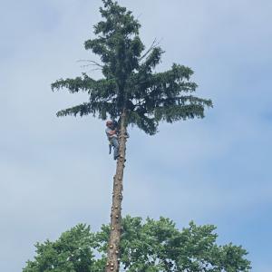 Family Roots Tree Care