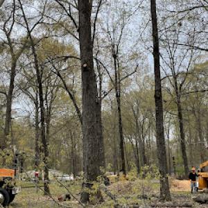 Treegorilla Tree Care Experts