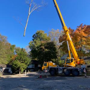 JCM Tree Service