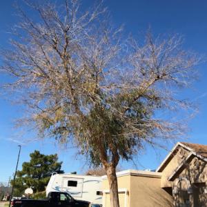 Corona Tree Service of Saratoga