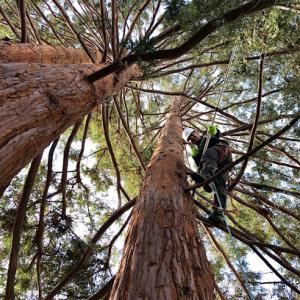 Blue Ox Tree Service