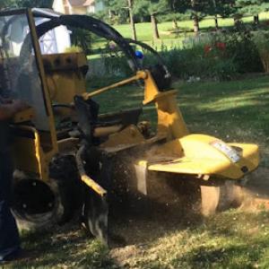 Low Cost Tree Services