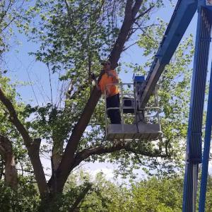 Beez Treez Tree Service