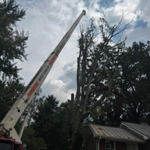 Tree service 4 u