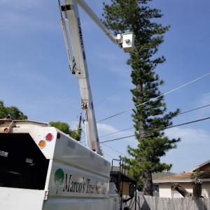 Marco Tree Service