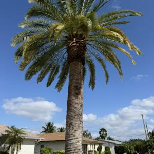 Tree Care Of SWFL