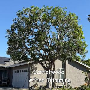 Andy’s Tree Service