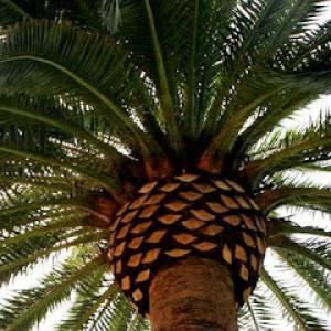 American Arbor Tree Service