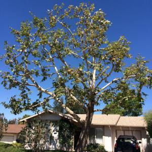 Arbor Age Tree Services