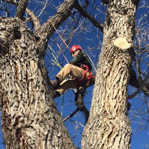 Carmel Tree Service