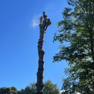 ArborView Maryland Tree Service