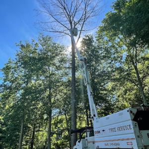 BrinkStar Tree Service