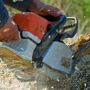 Frankie's Tree Service