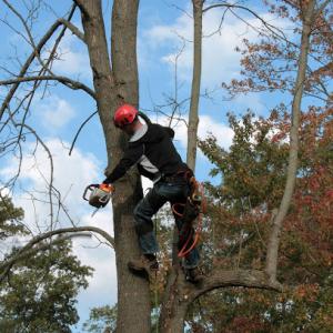Downey Tree Care