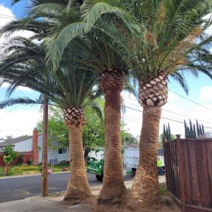 La Canada Tree Service & certified arborist