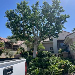 Aldana Tree Service