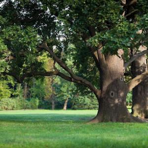 Plant Care Solutions