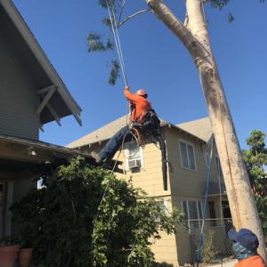 Exclusive Tree Services