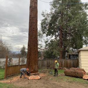 Table Rock Tree Care