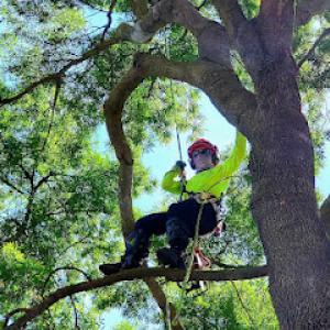 Mackman's Tree Care