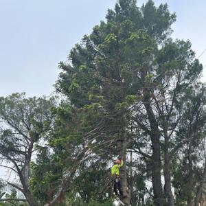 Crescenta Valley Tree Service