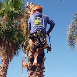 Osorio Tree & Land Service