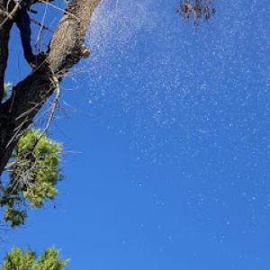 Christian Brother Tree Services