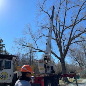 Guzman Tree Service