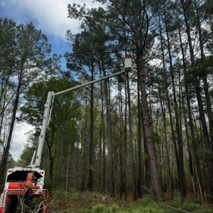 Branching Out Tree Service